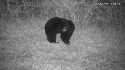 Pennsylvania Elk Live Webcam - Oct 14, 2025, 6:58pm EDT