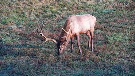 Pennsylvania Elk Live Webcam - Sep 9, 2025, 7:56am EDT