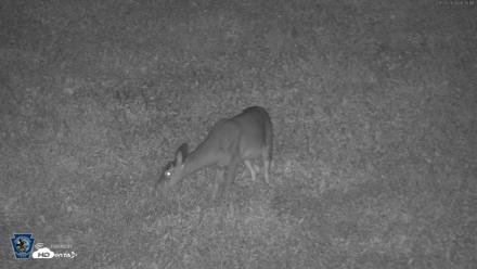 Pennsylvania Elk Live Webcam - Sep 28, 2026, 6:36am EDT