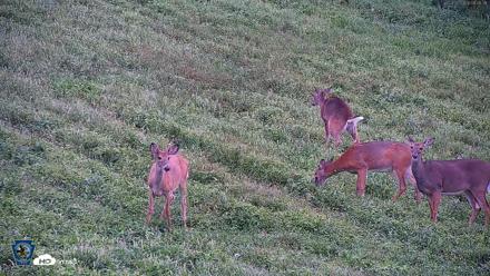 Pennsylvania Elk Live Webcam - Sep 5, 2026, 8:07am EDT