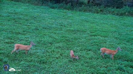 Pennsylvania Elk Live Webcam - Aug 16, 2026, 7:17am EDT