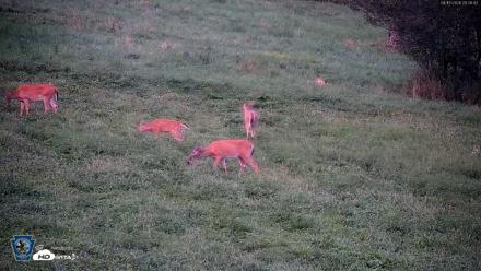 Pennsylvania Elk Live Webcam - Aug 15, 2026, 8:28pm EDT