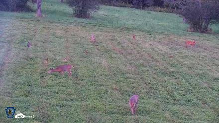 Pennsylvania Elk Live Webcam - Sep 8, 2026, 6:56pm EDT