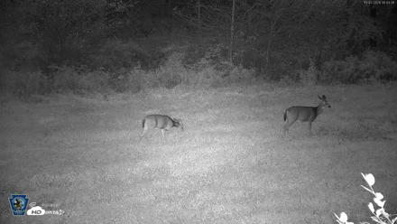 Pennsylvania Elk Live Webcam - Oct 2, 2026, 6:44am EDT