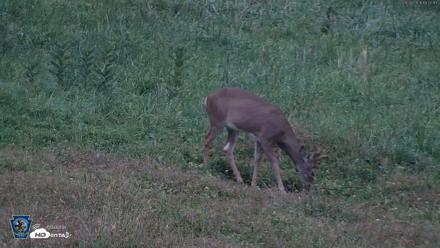 Pennsylvania Elk Live Webcam - Sep 28, 2026, 7:08pm EDT