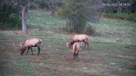 Pennsylvania Elk Live Webcam - Sep 9, 2025, 7:39pm EDT