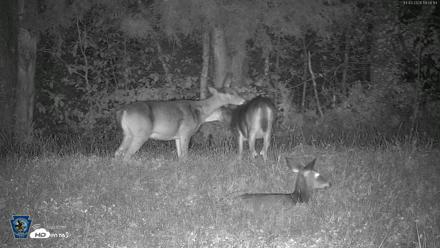 Pennsylvania Elk Live Webcam - Oct 3, 2026, 7:51pm EDT