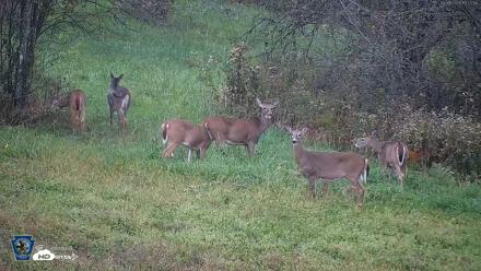 Pennsylvania Elk Live Webcam - Oct 1, 2026, 6:53pm EDT
