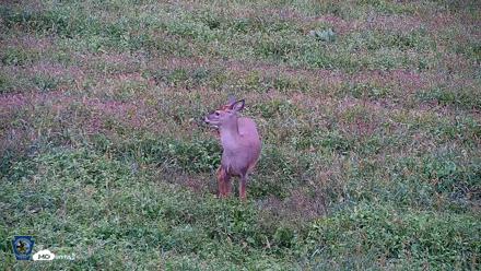 Pennsylvania Elk Live Webcam - Sep 27, 2026, 2:09pm EDT