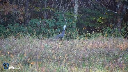 Pennsylvania Elk Live Webcam - Oct 3, 2026, 5:24pm EDT