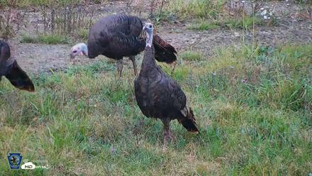 Pennsylvania Elk Live Webcam - Oct 1, 2026, 1:01pm EDT