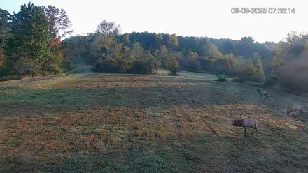 Pennsylvania Elk Live Webcam - Sep 9, 2025, 7:38am EDT