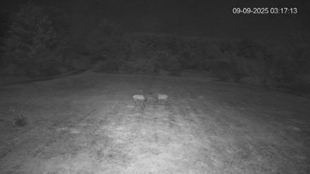 Pennsylvania Elk Live Webcam - Sep 9, 2025, 3:17am EDT