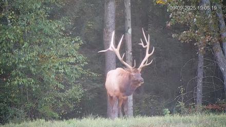 Pennsylvania Elk Live Webcam - Sep 9, 2025, 7:05pm EDT