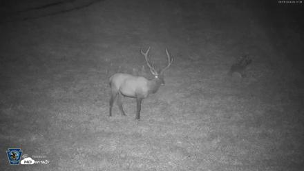 Pennsylvania Elk Live Webcam - Aug 11, 2026, 5:28am EDT