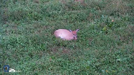 Pennsylvania Elk Live Webcam - Oct 1, 2026, 6:05pm EDT