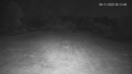 Pennsylvania Elk Live Webcam - Sep 11, 2025, 12:14am EDT