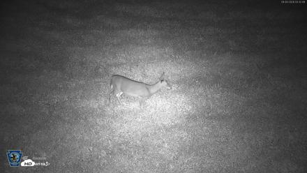 Pennsylvania Elk Live Webcam - Sep 30, 2026, 3:34am EDT