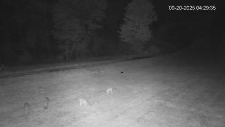 Pennsylvania Elk Live Webcam - Sep 20, 2025, 4:30am EDT