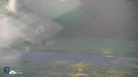 Pennsylvania Elk Live Webcam - Sep 6, 2026, 5:57pm EDT