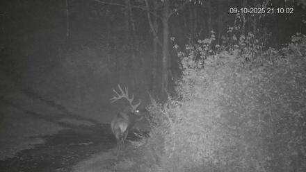 Pennsylvania Elk Live Webcam - Sep 10, 2025, 9:10pm EDT