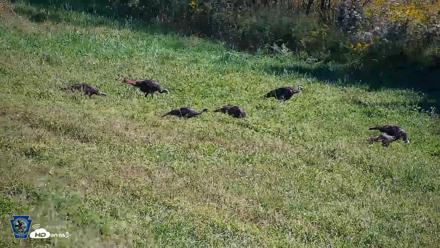Pennsylvania Elk Live Webcam - Sep 7, 2026, 11:47am EDT