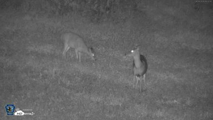 Pennsylvania Elk Live Webcam - Sep 28, 2026, 6:33am EDT