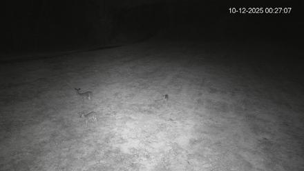 Pennsylvania Elk Live Webcam - Oct 12, 2025, 12:27am EDT