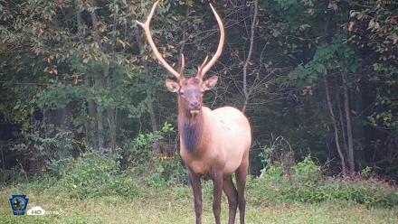 Pennsylvania Elk Live Webcam - Sep 9, 2026, 7:09pm EDT