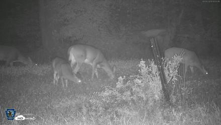 Pennsylvania Elk Live Webcam - Sep 30, 2026, 4:03am EDT