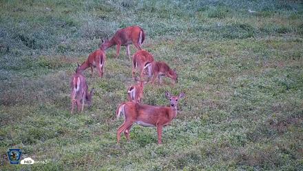 Pennsylvania Elk Live Webcam - Sep 6, 2026, 9:00am EDT