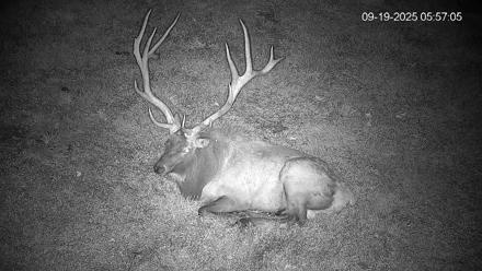 Pennsylvania Elk Live Webcam - Sep 19, 2025, 5:57am EDT