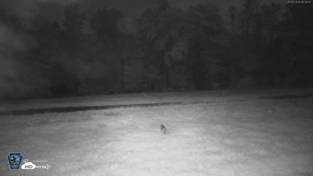 Pennsylvania Elk Live Webcam - Sep 28, 2026, 1:40am EDT