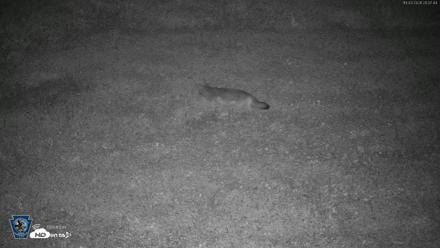 Pennsylvania Elk Live Webcam - Oct 3, 2026, 8:09pm EDT