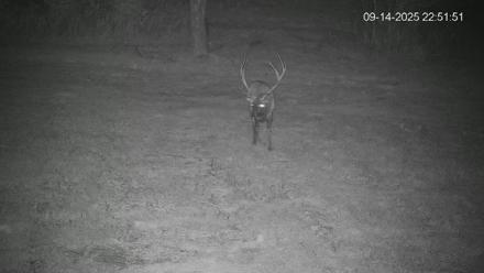 Pennsylvania Elk Live Webcam - Sep 14, 2025, 10:52pm EDT