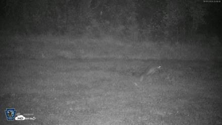 Pennsylvania Elk Live Webcam - Oct 3, 2026, 8:00pm EDT