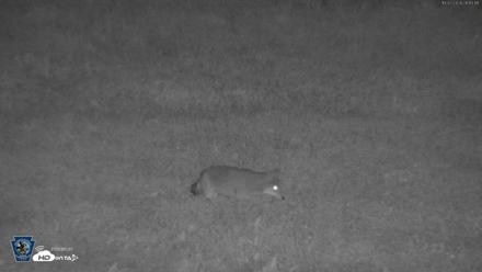 Pennsylvania Elk Live Webcam - Oct 2, 2026, 9:14pm EDT