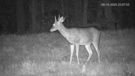 Pennsylvania Elk Live Webcam - Sep 15, 2025, 11:08pm EDT