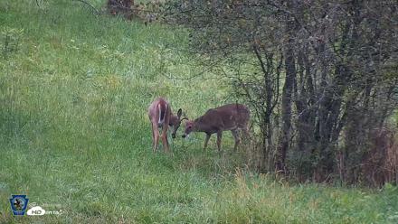 Pennsylvania Elk Live Webcam - Sep 28, 2026, 6:45pm EDT