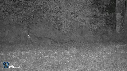 Pennsylvania Elk Live Webcam - Oct 3, 2026, 7:57pm EDT