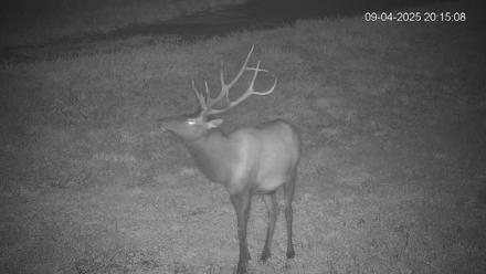 Pennsylvania Elk Live Webcam - Sep 4, 2025, 8:15pm EDT