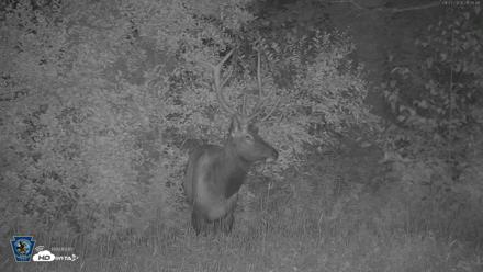 Pennsylvania Elk Live Webcam - Aug 27, 2026, 9:36pm EDT