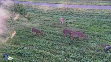 Pennsylvania Elk Live Webcam - Sep 9, 2026, 6:29pm EDT