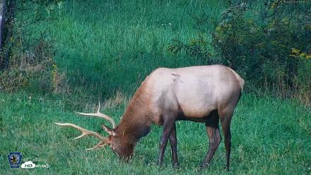 Pennsylvania Elk Live Webcam - Sep 8, 2026, 6:20pm EDT