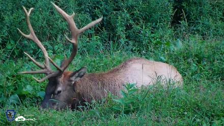 Pennsylvania Elk Live Webcam - Aug 27, 2026, 6:50pm EDT