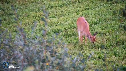 Pennsylvania Elk Live Webcam - Sep 4, 2026, 7:04pm EDT