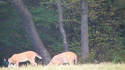 Pennsylvania Elk Live Webcam - Sep 6, 2026, 4:12pm EDT