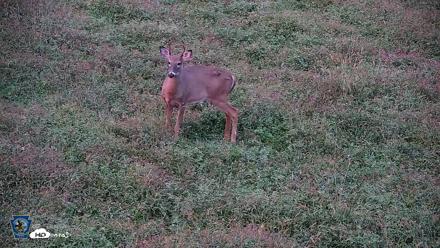 Pennsylvania Elk Live Webcam - Oct 2, 2026, 7:01pm EDT
