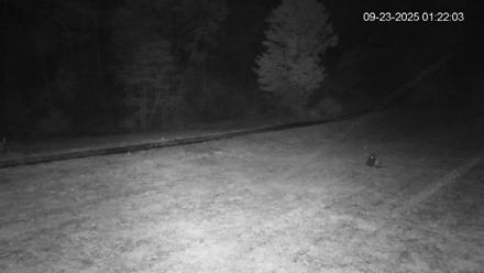 Pennsylvania Elk Live Webcam - Sep 23, 2025, 1:22am EDT