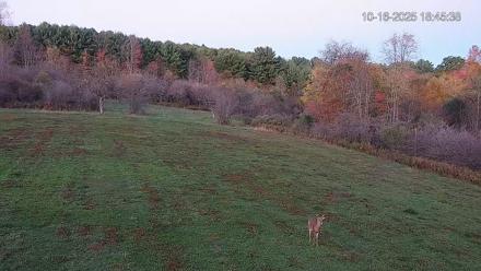 Pennsylvania Elk Live Webcam - Oct 16, 2025, 6:47pm EDT